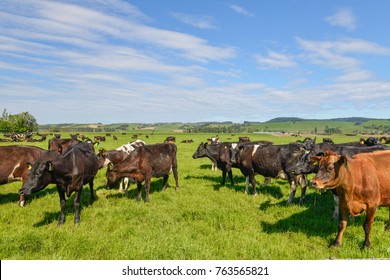 Cow farm in New Zealand Southland