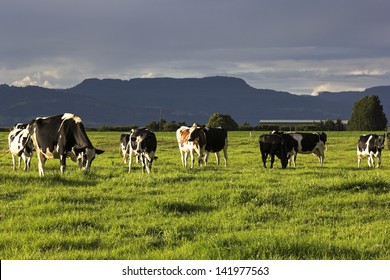 Cattle farm australia Stock & | Shutterstock