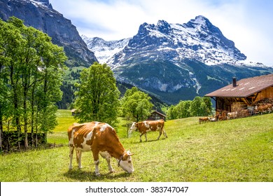 Cow, Farmhouse, Grindelwald, Switzerland 