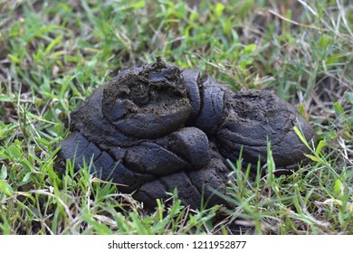 Cow Poop Images, Stock Photos & Vectors | Shutterstock