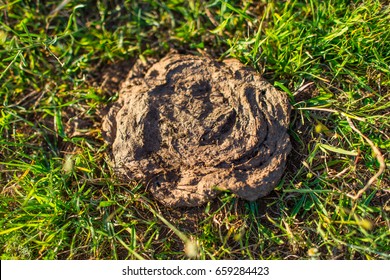 Cow feces on the grass