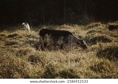 Similar – Image, Stock Photo The last unicorn Nature