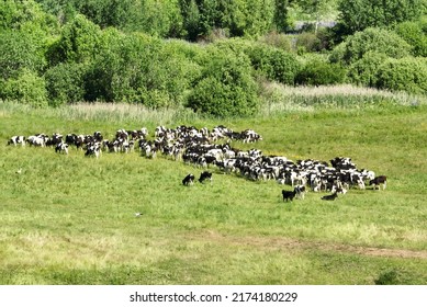 Cow In Field. Cows Graze On Field With Green Grass At Farm. Aerial View Of A Farm Field With Cow Grazes Eating Grass To Make Fresh Milk. Floating Farms In Field. Cows On Sunrise. Cow And Bull, Bulls.