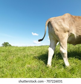 Cow In Field, Rear Only, Side View