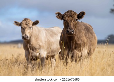 cow in a field  Stud Beef bulls and cows grazing on dry grass in a field, in Australia, during a drought. In summer eating hay and silage. breeds include speckled park, murray grey, angus, Wagyu 