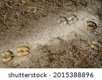 cow footprint on dirt texture,sand ground