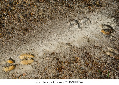 Cow Footprint On Dirt Texture,sand Ground