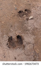 Cow Footprint On The Sand