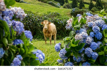 Cow framed by colorful hydrangea on Faial, Azores, Portugal
