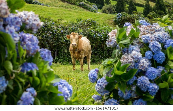 [Изображение: cow-framed-by-colorful-hydrangea-600w-1661471317.jpg]