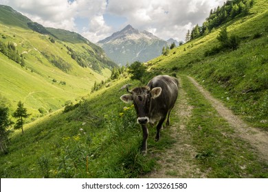 Cow In Front Of Mountains In The Bavarian Alps. 