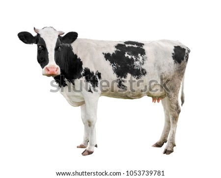 Cow full length isolated on white. Funny cute cow isolated on white. Young cow, standing full-length in front of white background and looking at the camera. Farm animals.