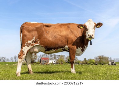 Cow full length side view, standing milk cattle red and white, a blue sky and green grassland field in the Netherlands - Powered by Shutterstock