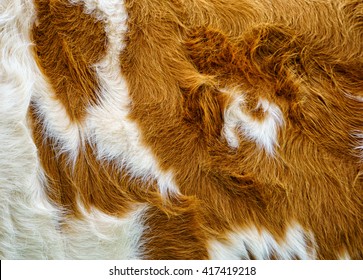 Cow Fur Background 