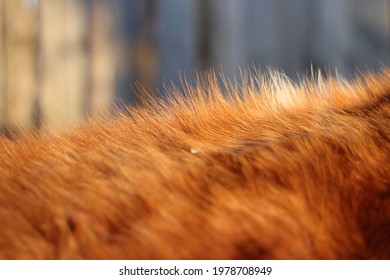 Cow fur close up red ginger hair full frame background 