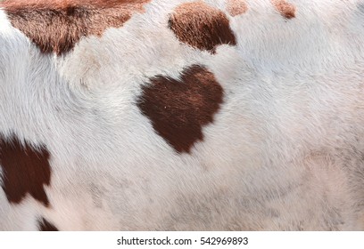 Cow Fur, Closeup