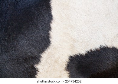 Cow Fur Texture