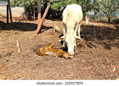 Cow Give Birth Thailand