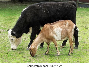  Cow And Goat Grazing Together