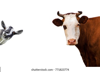 Cow And Goat Isolated On White Background.