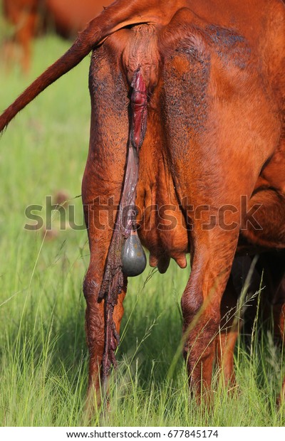 Cow in grass field with afterbirth\
from calf hanging out of birth canal, South\
Africa