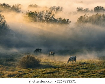 cow grazes in a meadow. Autumn foggy morning - Powered by Shutterstock