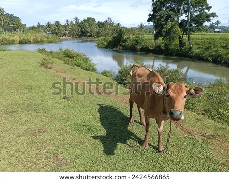 A cow grazes near a small lake, searching for sustenance in the lush surroundings. 