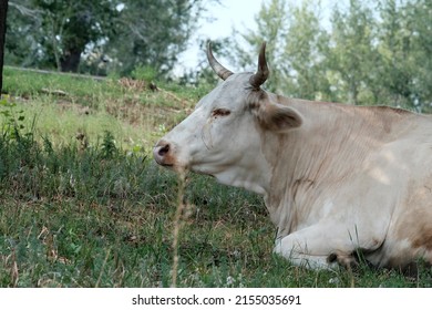 The cow grazes on a green meadow. Farming concept. Dairy farm, non-gmo products, subsistence farming - Shutterstock ID 2155035691