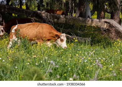 A Cow Grazes In An Open Pasture