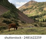 Cow Grazing in Crested Butte, Colorado