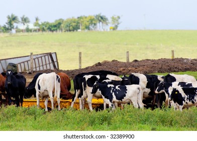 Cow grazing in a dairy farm - Shutterstock ID 32389900