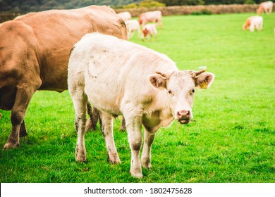 Cow Grazing Grass In The Countryside