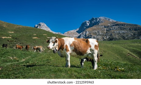 Cow Grazing In The Mountains In The Province Of Bergamo Italy