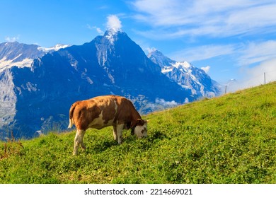 Cow grazing on an alpine meadow on First Mountain high above Grindelwald, Switzerland