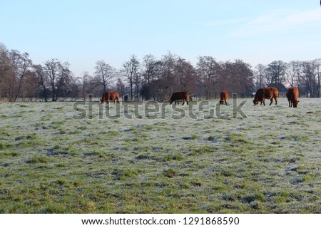 Cow grazing on frozen grass field. Brown cow in picturesque white frozen meadow with blue sky. Photo was made on a sunny winter day.