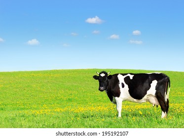 Cow grazing on a green meadow. - Shutterstock ID 195192107