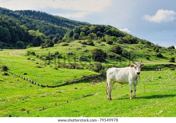 Cow Grazing On Green Pasture Valley Stock Photo (Edit Now) 79549978