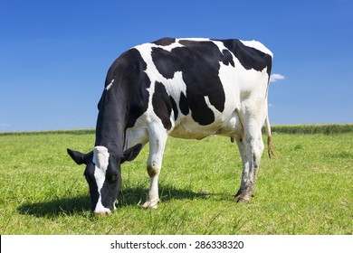 Cow grazing on a meadow