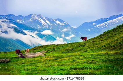 Cow Grazing On Mountain Hill