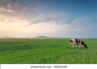 cow grazing on pasture in summer morning