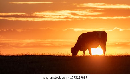 cow grazing in the setting sun