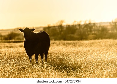 Cow Grazing In The Texas Panhandle. 