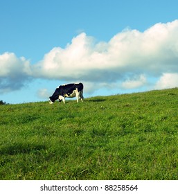 Cow in green field