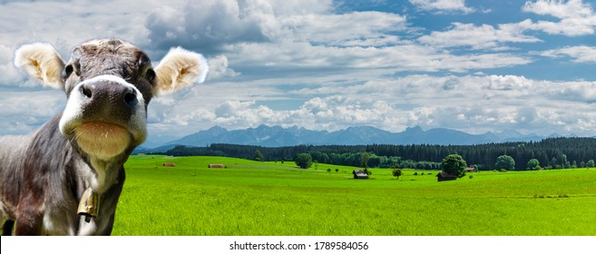 Cow In A Green Landscape In Allgäu