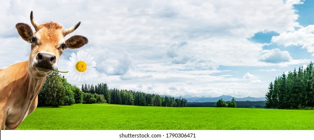 Cow In A Green Landscape In The Allgäu