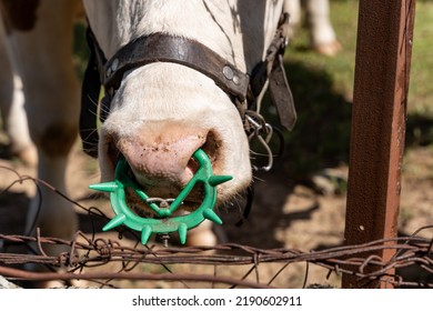 Cow With Green Ring In The Nose For Calf Weaning