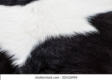 Cow Hair, Cow Fur And Skin. Genuine, Black And White. Animal Background, Pattern, Wallpaper And Textured. Concept And Idea Of Dairy Farm Life, Vintage Country Style, Or Leather Industry.