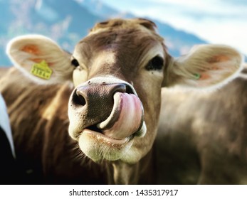 Cow Has Her Tongue In Her Nose