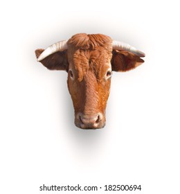 Cow Head