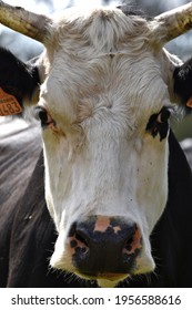 A Cow Head  In Close Up 